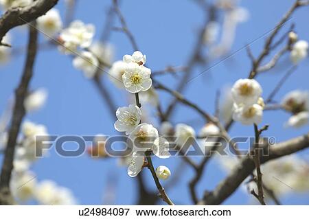 Ume View Large Photo Image Stock Photo - Ume. Fotosearch
