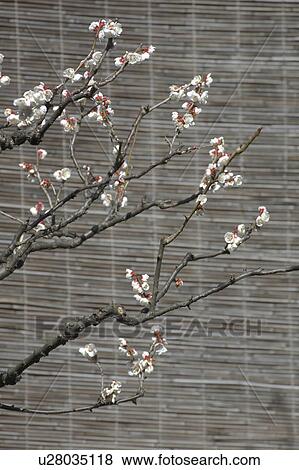 Ume View Large Photo Image Stock Photo - Ume. Fotosearch