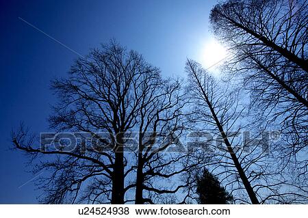 Stock Photo - Big tree. Fotosearch