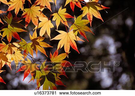 Stock Image - Colored leaves. Fotosearch