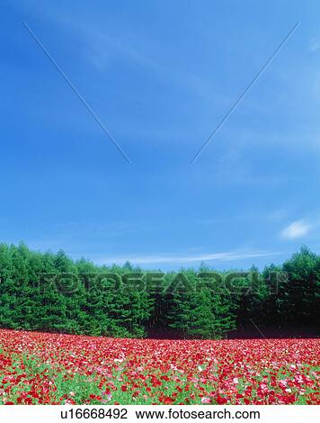 Flower field View Large Photo Image Stock Image - Flower field. Fotosearch