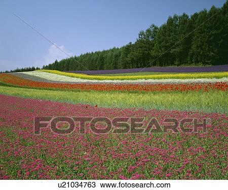 Stock Image - Flower field. Fotosearch