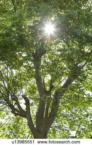 Stock Image - Fresh green. Fotosearch