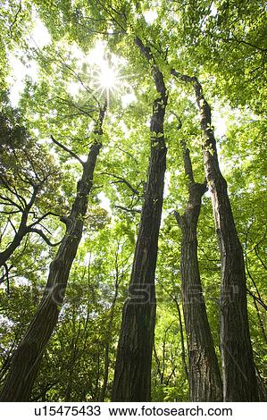 Stock Image - Fresh green. Fotosearch