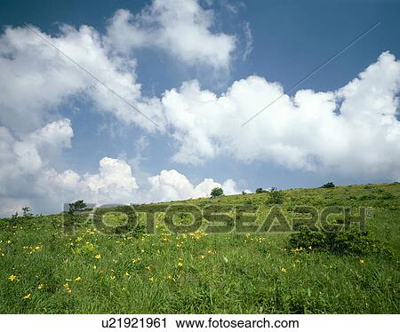 Stock Image - Hemerocallis dumortieri var. esculenta. Fotosearch