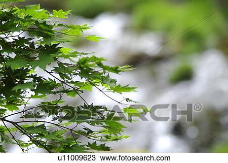 Stock Image - Mountain stream. Fotosearch