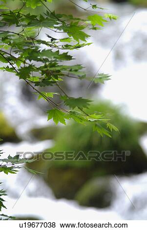 Stock Photo - Mountain stream. Fotosearch