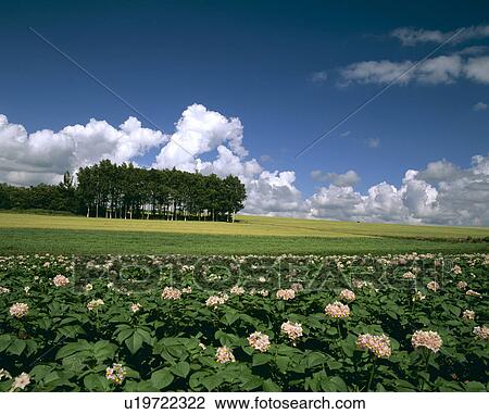 Potato field View Large Photo Image Stock Image - Potato field. Fotosearch