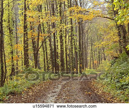 Stock Image - Shirakami-Sanchi. Fotosearch