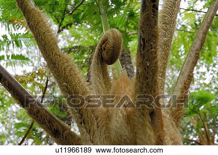 Subtropical plant View Large Photo Image Stock Photo - Subtropical plant. Fotosearch
