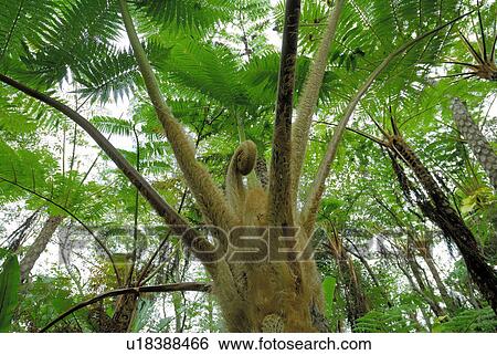 Subtropical plant View Large Photo Image Stock Photograph - Subtropical plant. Fotosearch