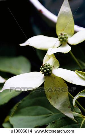 Picture - Benthamidia japonica. Fotosearch
