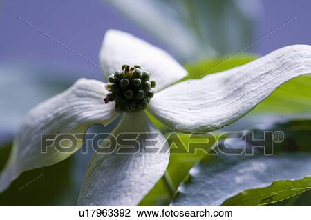Benthamidia japonica View Large Photo Image Stock Image - Benthamidia japonica. Fotosearch