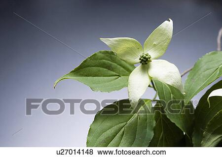Benthamidia japonica View Large Photo Image Stock Photo - Benthamidia japonica. Fotosearch