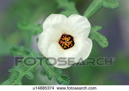 Picture - Bladder ketmia. Fotosearch