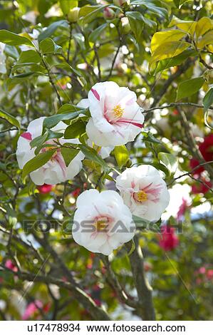 Picture - Camellia. Fotosearch