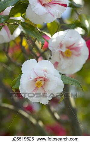 Stock Photography - Camellia. Fotosearch