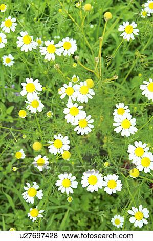 Camomile View Large Photo Image Stock Photo - Camomile. Fotosearch