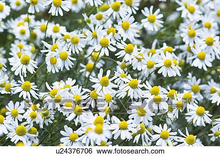 Stock Photograph - Camomile. Fotosearch