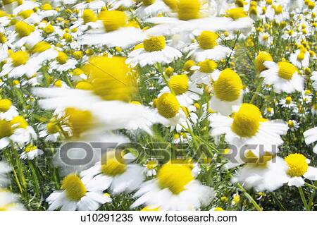 Camomile View Large Photo Image Stock Photography - Camomile. Fotosearch
