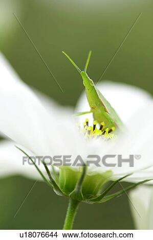 Cosmos View Large Photo Image Picture - Cosmos. Fotosearch