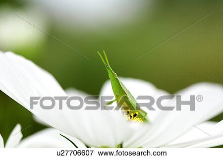 Cosmos View Large Photo Image Stock Photo - Cosmos. Fotosearch