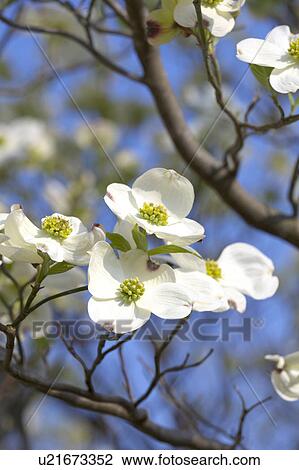 Dogwood View Large Photo Image Stock Image - Dogwood. Fotosearch