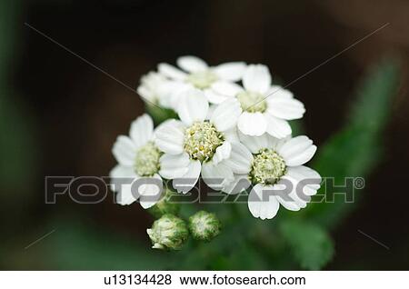 Stock Photo - Fernleaf Yallow. Fotosearch
