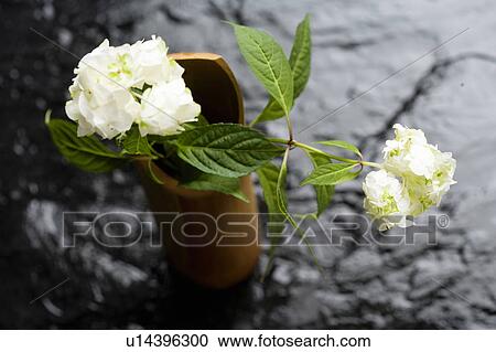 Stock Image - Hydrangea. Fotosearch