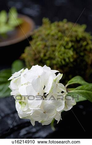 Hydrangea View Large Photo Image Stock Image - Hydrangea. Fotosearch