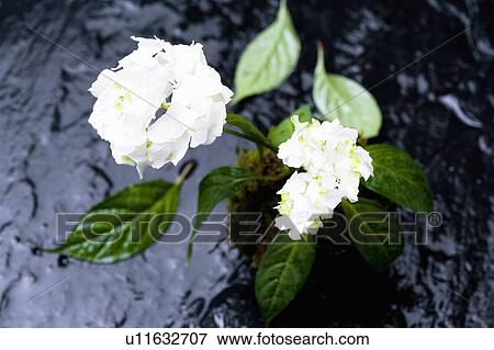 Stock Photo - Hydrangea. Fotosearch
