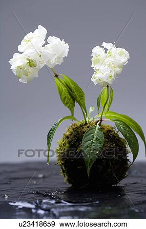 Stock Photo - Hydrangea. Fotosearch