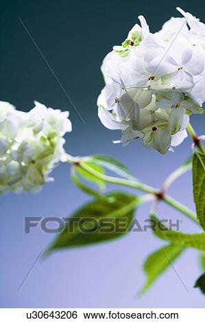Stock Photograph - Hydrangea. Fotosearch