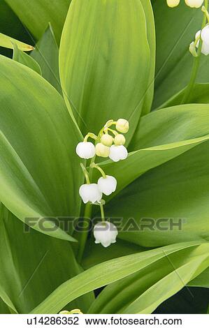Lily of the valley View Large Photo Image Stock Image - Lily of the valley. Fotosearch