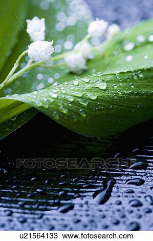 Stock Image - Lily of the valley. Fotosearch