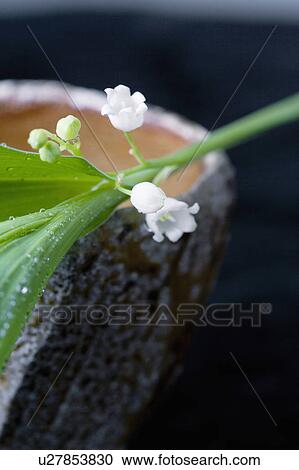 Lily of the valley View Large Photo Image Stock Image - Lily of the valley. Fotosearch