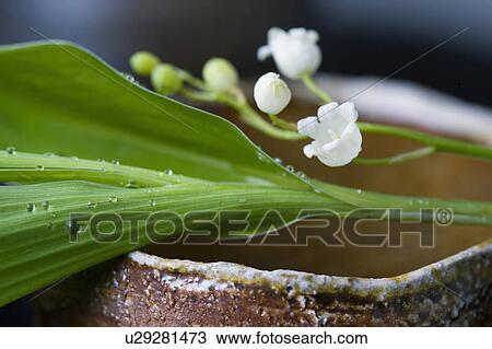 Stock Image - Lily of the valley. Fotosearch