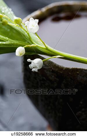 Stock Photograph - Lily of the valley. Fotosearch