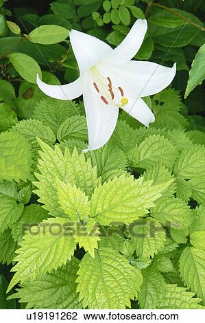 Stock Image - Lily. Fotosearch
