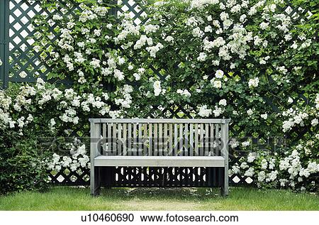 Stock Image - Rose. Fotosearch