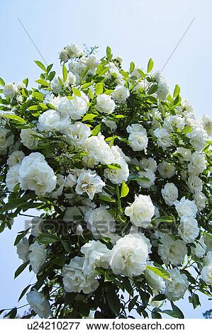 Rose View Large Photo Image Stock Photo - Rose. Fotosearch