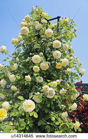 Stock Photography - Rose. Fotosearch