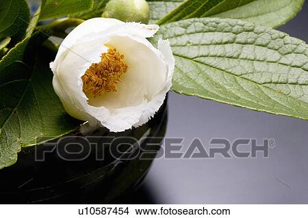 Picture - Stewartia pseudo-camellia. Fotosearch