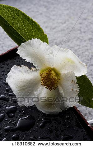 Stock Image - Stewartia pseudo-camellia. Fotosearch