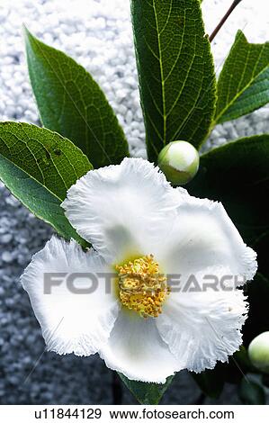 Stewartia pseudo-camellia View Large Photo Image Stock Photo - Stewartia pseudo-camellia. Fotosearch