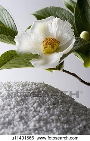 Stewartia pseudo-camellia View Large Photo Image Stock Photograph - Stewartia pseudo-camellia. Fotosearch