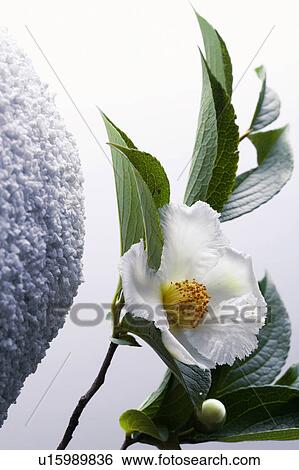 Stock Photograph - Stewartia pseudo-camellia. Fotosearch