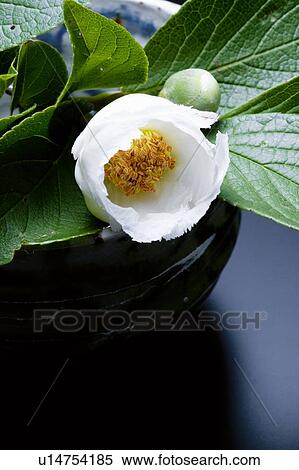 Stewartia pseudo-camellia View Large Photo Image Stock Photography - Stewartia pseudo-camellia. Fotosearch