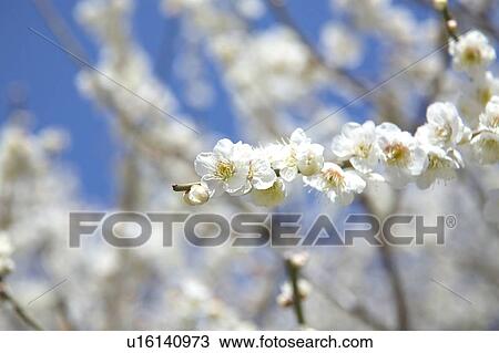 Stock Image - Ume. Fotosearch