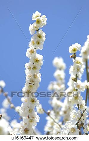 Stock Photo - Ume. Fotosearch
